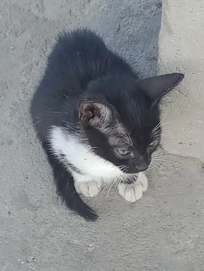 Gato ra a Frajola idade Abaixo de 2 meses nome Nenhum ainda.