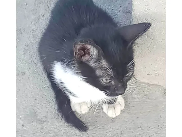 Gato ra a Frajola idade Abaixo de 2 meses nome Nenhum ainda.