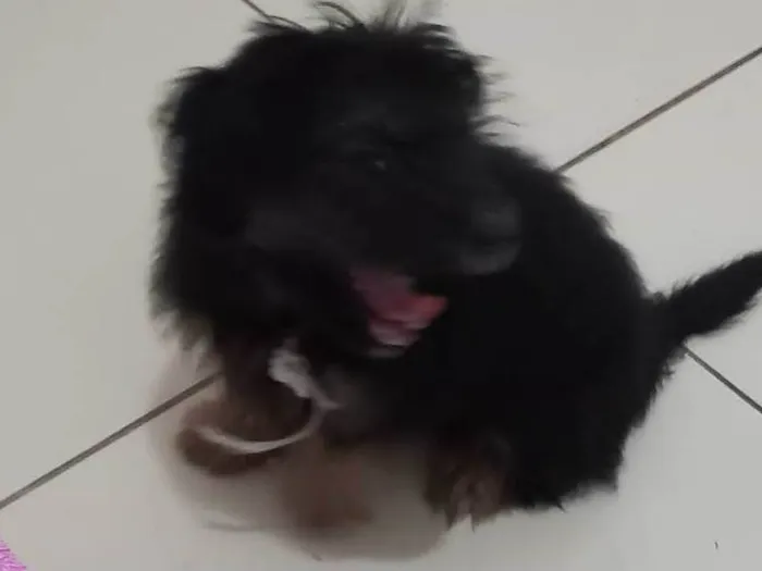 Cachorro ra a Liaza idade 1 ano nome Zeus