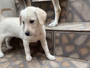 Cachorro raça SRD-ViraLata idade Abaixo de 2 meses nome Sem nome 