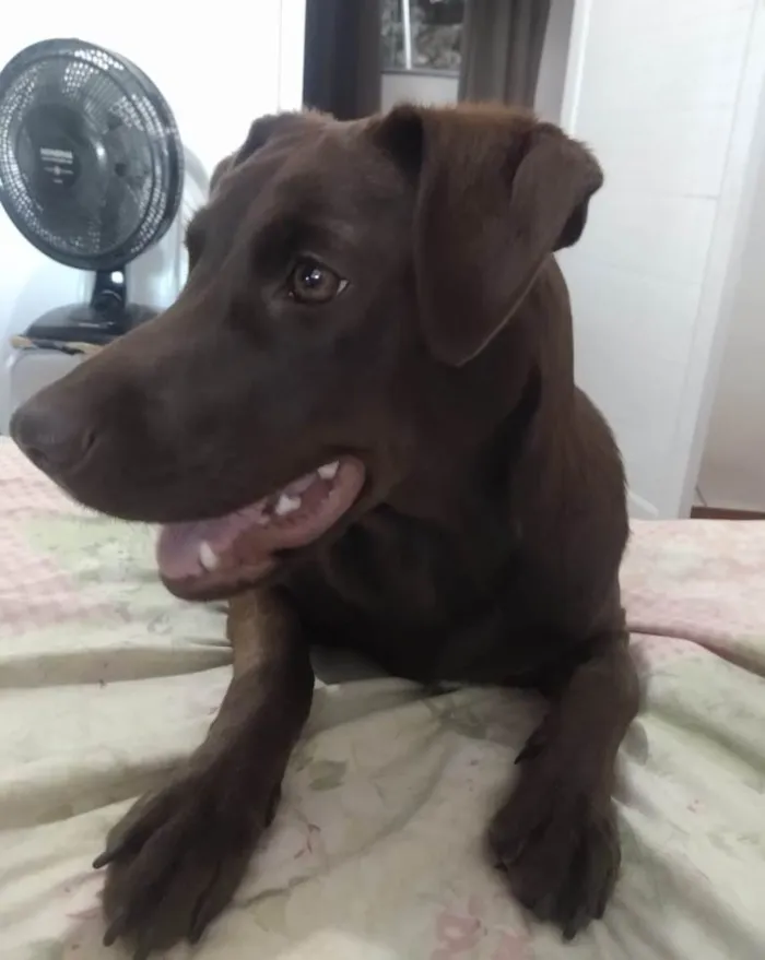Cachorro ra a SRD-ViraLata idade 1 ano nome Pandora