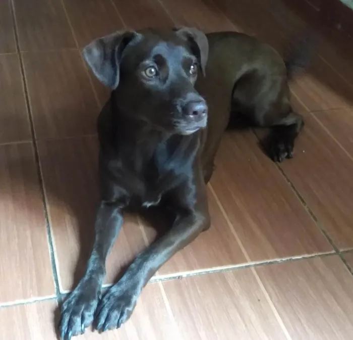 Cachorro ra a SRD-ViraLata idade 1 ano nome Pandora