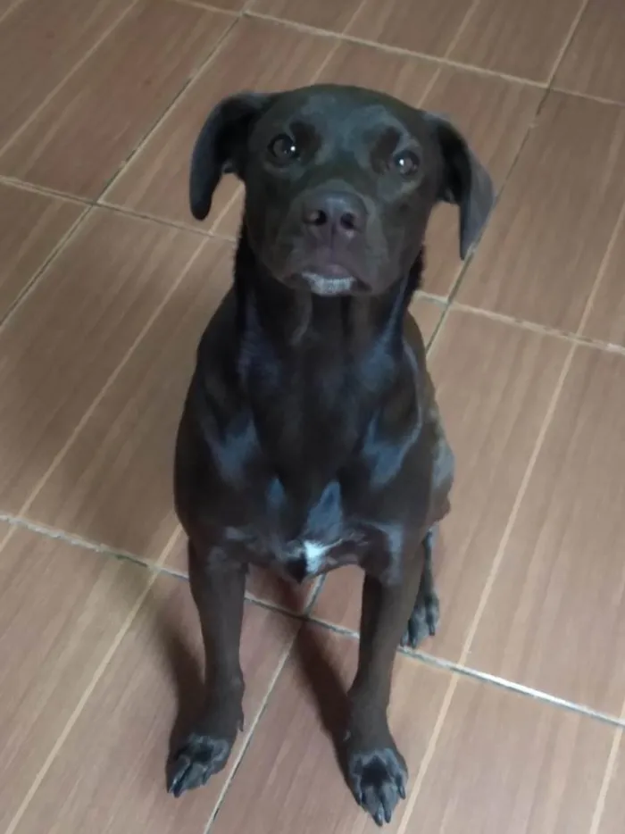Cachorro ra a SRD-ViraLata idade 1 ano nome Pandora