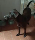 Pandora