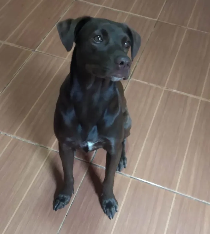 Cachorro ra a SRD-ViraLata idade 1 ano nome Pandora