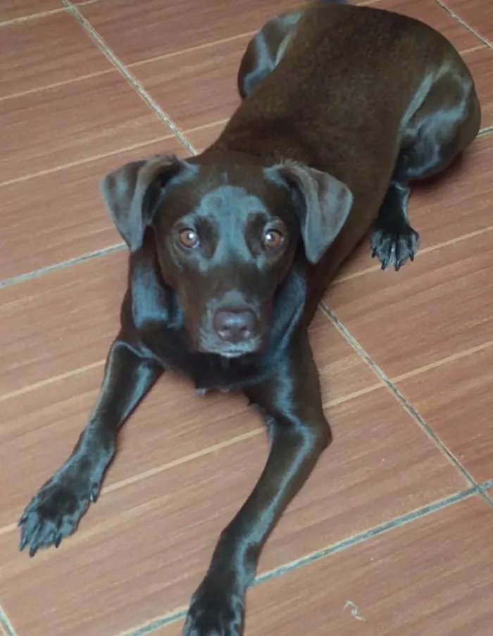 Cachorro ra a SRD-ViraLata idade 1 ano nome Pandora