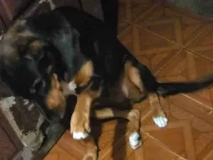 Cachorro raça Pastor alemão  idade 2 anos nome Kira