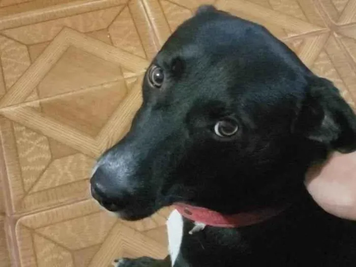 Cachorro ra a vira lata idade 4 anos nome Black