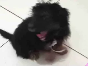 Cachorro raça Liaza idade 1 ano nome Zeus