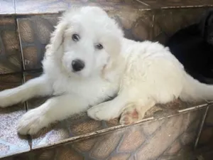 Cachorro raça SRD-ViraLata idade Abaixo de 2 meses nome Sem nome 