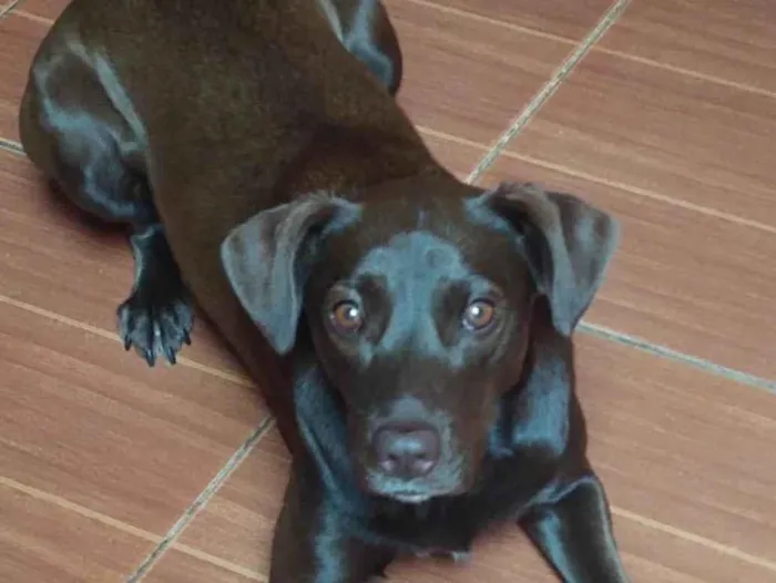 Cachorro ra a SRD-ViraLata idade 1 ano nome Pandora