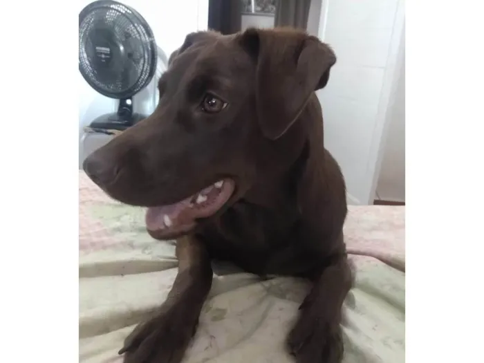 Cachorro ra a SRD-ViraLata idade 1 ano nome Pandora