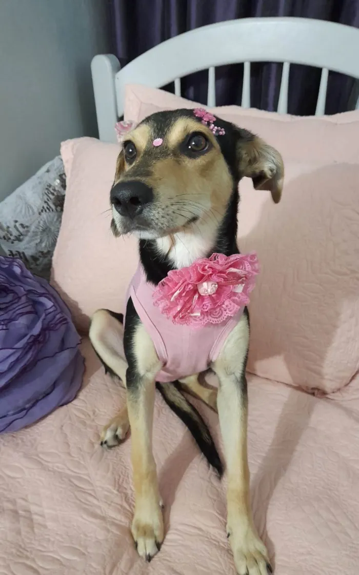 Cachorro ra a SRD-ViraLata idade 7 a 11 meses nome Agatha