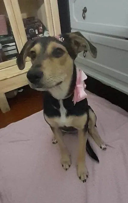 Cachorro ra a SRD-ViraLata idade 7 a 11 meses nome Agatha