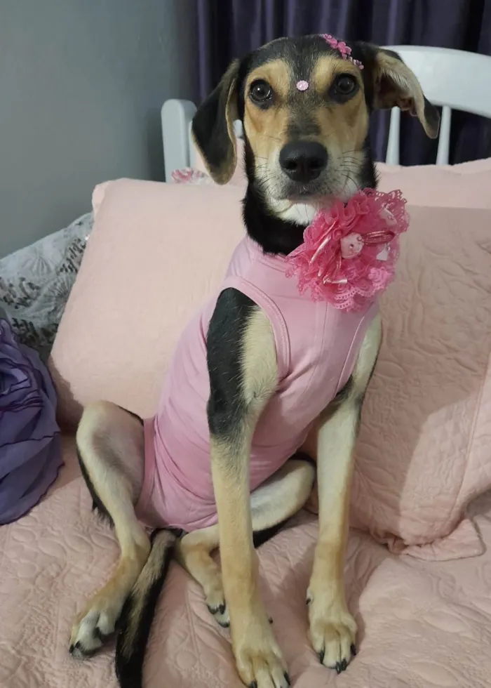 Cachorro ra a SRD-ViraLata idade 7 a 11 meses nome Agatha