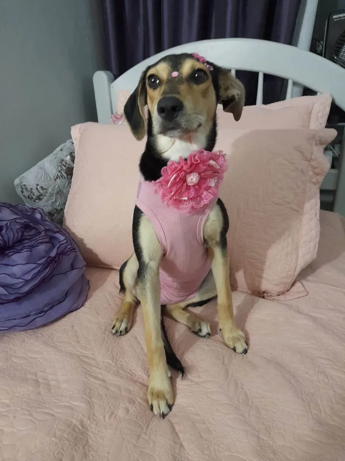Cachorro ra a SRD-ViraLata idade 7 a 11 meses nome Agatha