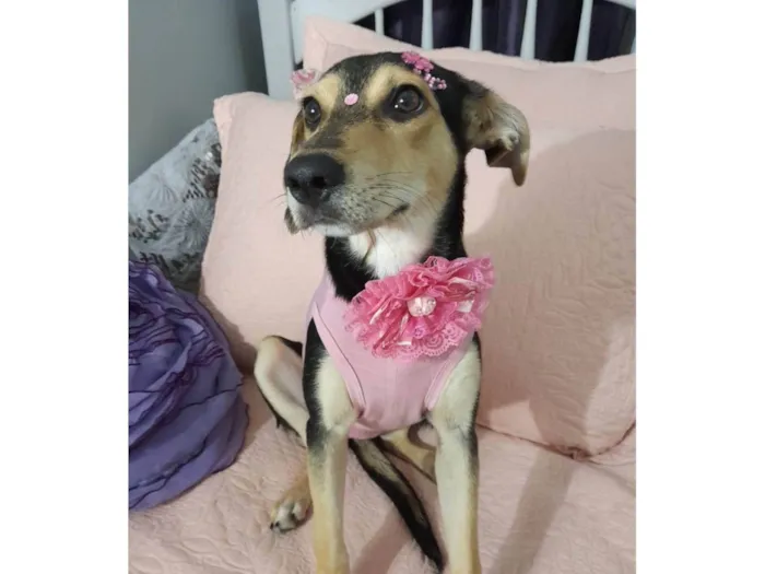 Cachorro ra a SRD-ViraLata idade 7 a 11 meses nome Agatha