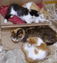 Mãe Tricolor e filhas