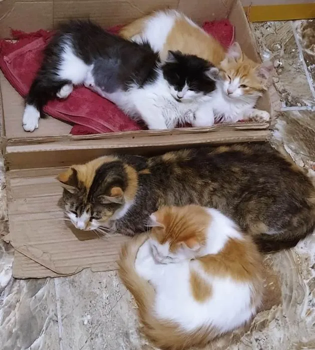 Gato ra a SRD-ViraLata idade 2 a 6 meses nome Mãe Tricolor e filhas