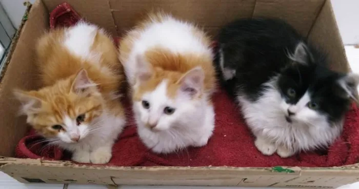 Gato ra a SRD-ViraLata idade 2 a 6 meses nome Mãe Tricolor e filhas