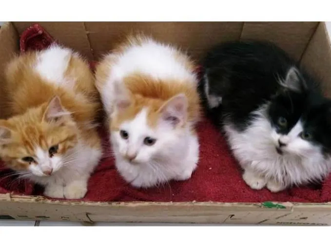 Gato ra a SRD-ViraLata idade 2 a 6 meses nome Mãe Tricolor e filhas