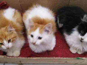 Gato raça SRD-ViraLata idade 2 a 6 meses nome Mãe Tricolor e filhas