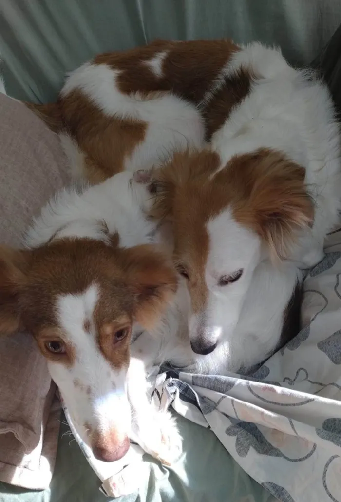 Cachorro ra a SRD-ViraLata idade 4 anos nome Alfa e Beta