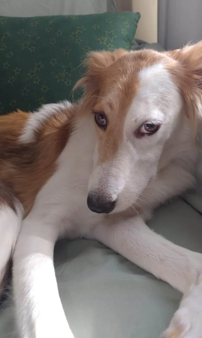 Cachorro ra a SRD-ViraLata idade 4 anos nome Alfa e Beta