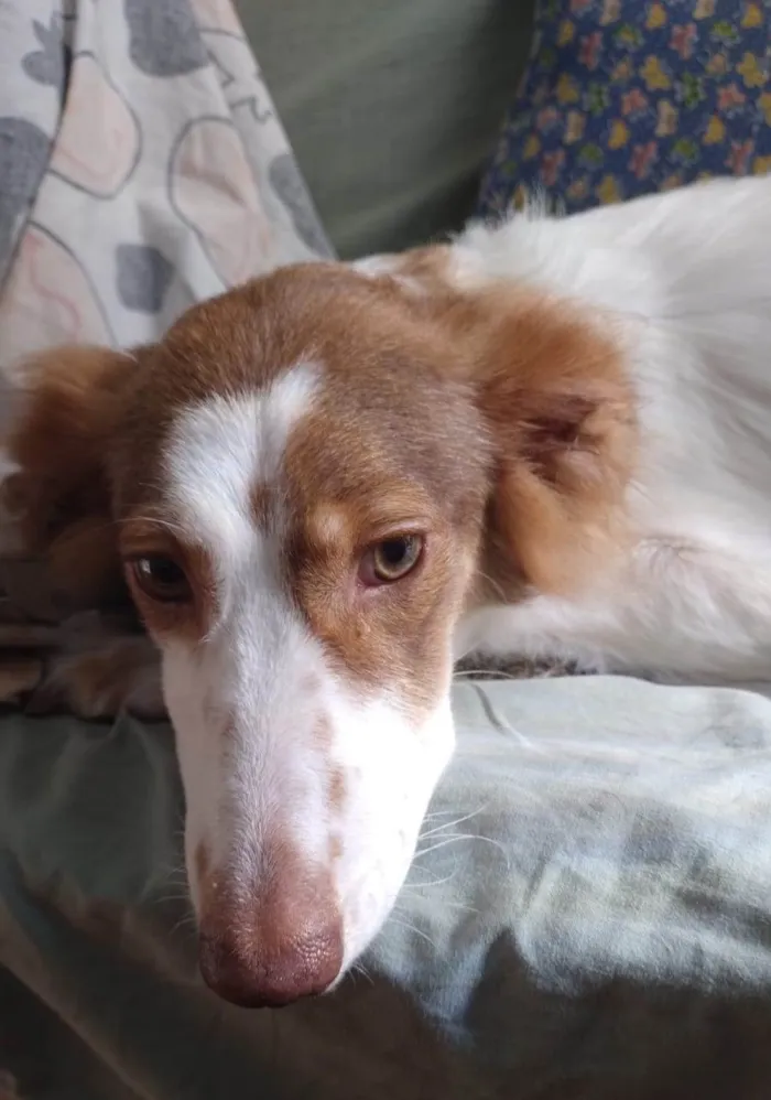 Cachorro ra a SRD-ViraLata idade 4 anos nome Alfa e Beta
