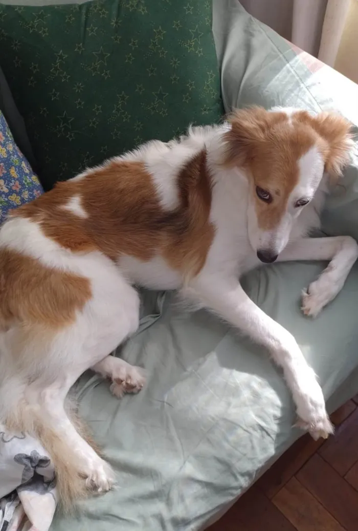 Cachorro ra a SRD-ViraLata idade 4 anos nome Alfa e Beta