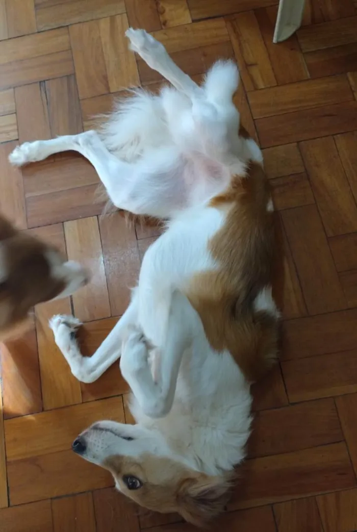 Cachorro ra a SRD-ViraLata idade 4 anos nome Alfa e Beta