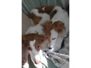 Cachorro raça SRD-ViraLata idade 4 anos nome Alfa e Beta