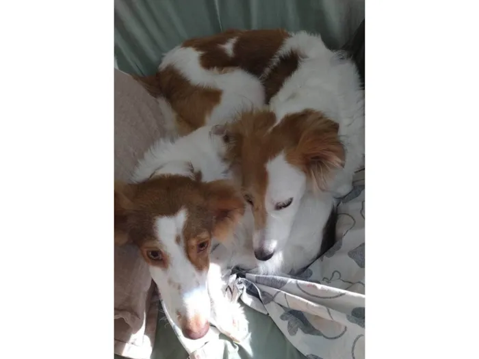 Cachorro ra a SRD-ViraLata idade 4 anos nome Alfa e Beta