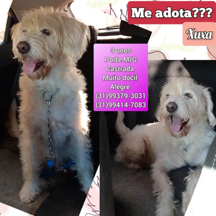 Cachorro ra a SRD-ViraLata idade 3 anos nome Xuxa