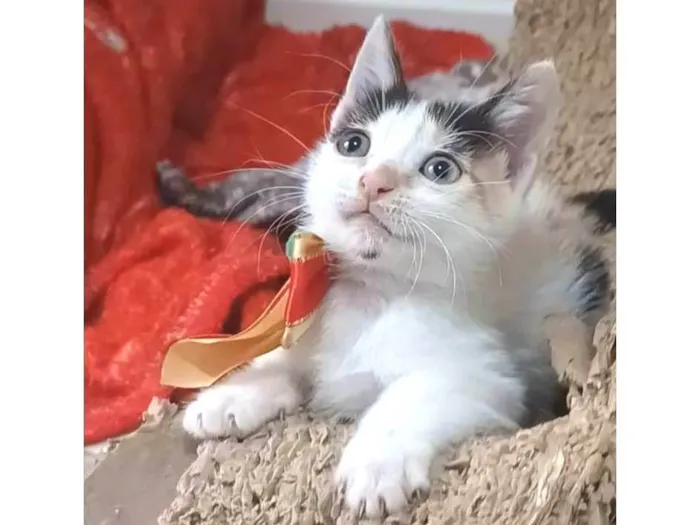 Gato ra a srs idade Abaixo de 2 meses nome NADINE