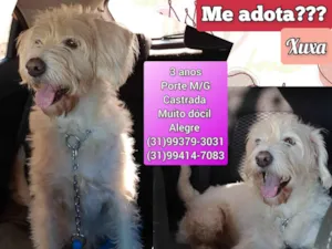 Cachorro raça SRD-ViraLata idade 3 anos nome Xuxa