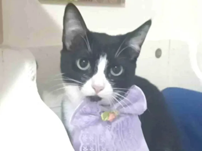 Gato ra a srd idade 2 a 6 meses nome MAVIE