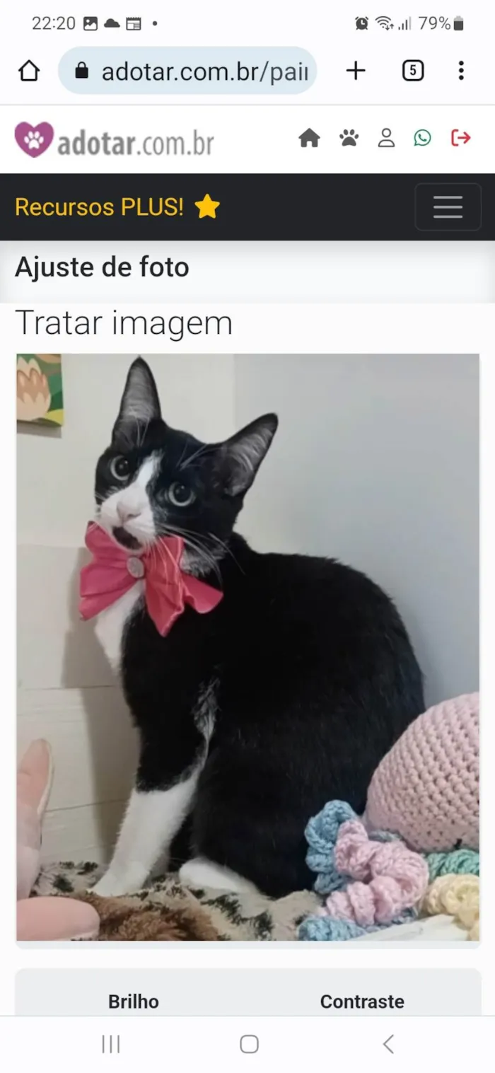 Gato ra a srd frajolinha idade 7 a 11 meses nome MAGIE