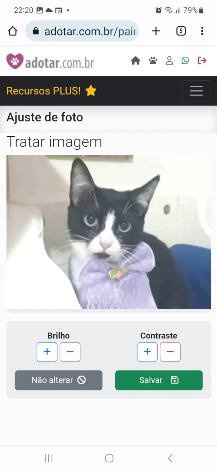 Gato ra a srd frajolinha idade 7 a 11 meses nome MAGIE