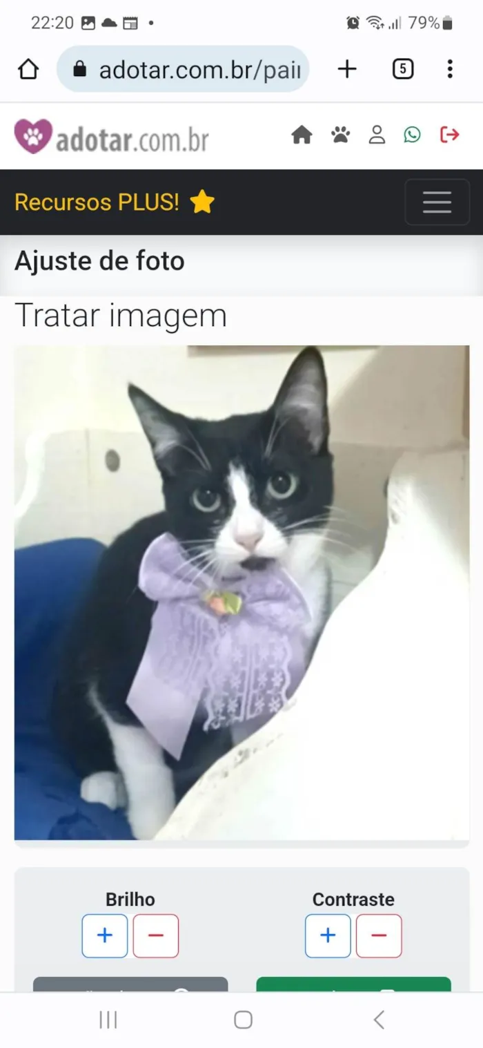 Gato ra a srd frajolinha idade 7 a 11 meses nome MAGIE