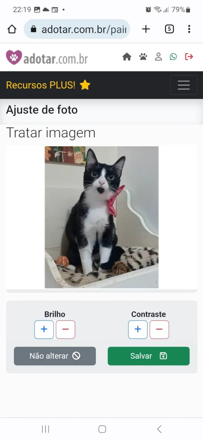 Gato ra a srd frajolinha idade 7 a 11 meses nome MAGIE