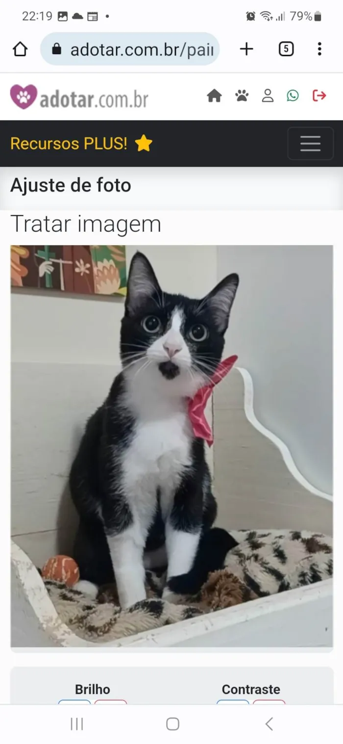 Gato ra a srd frajolinha idade 7 a 11 meses nome MAGIE