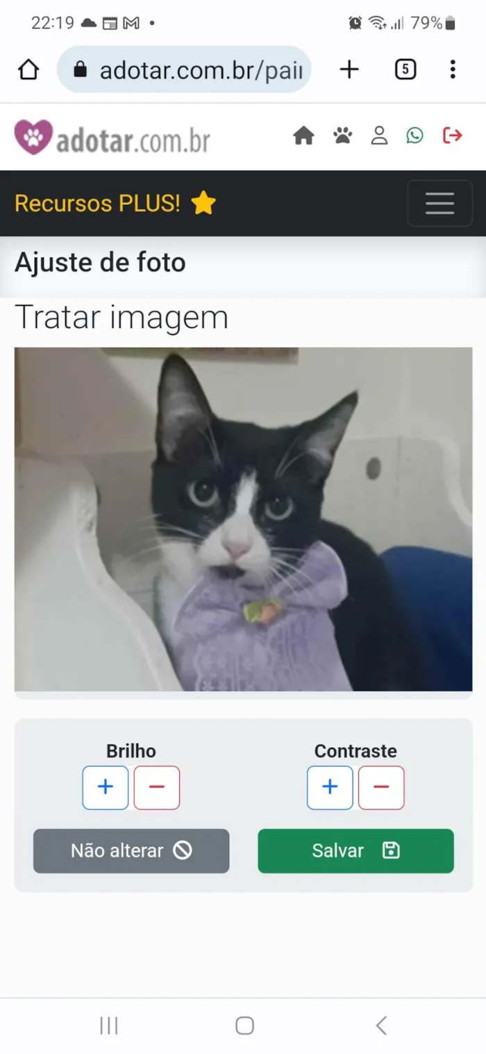 Gato ra a srd frajolinha idade 7 a 11 meses nome MAGIE