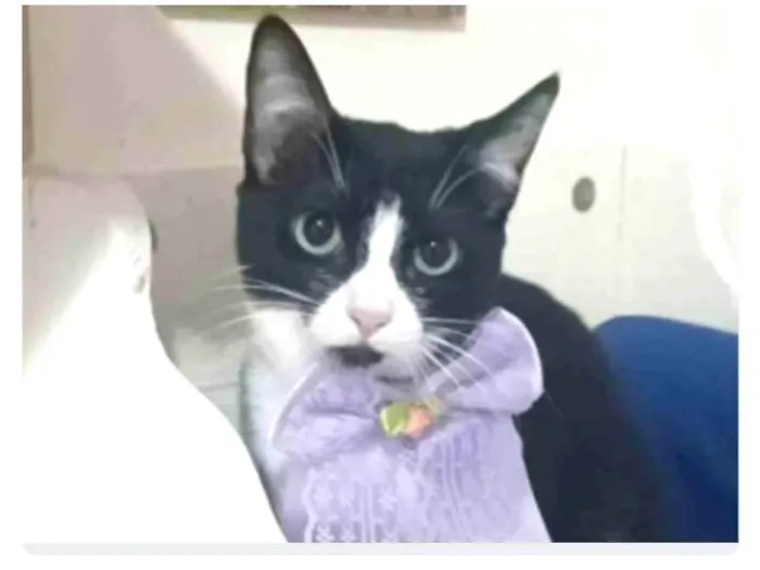 Gato ra a srd frajolinha idade 7 a 11 meses nome MAGIE