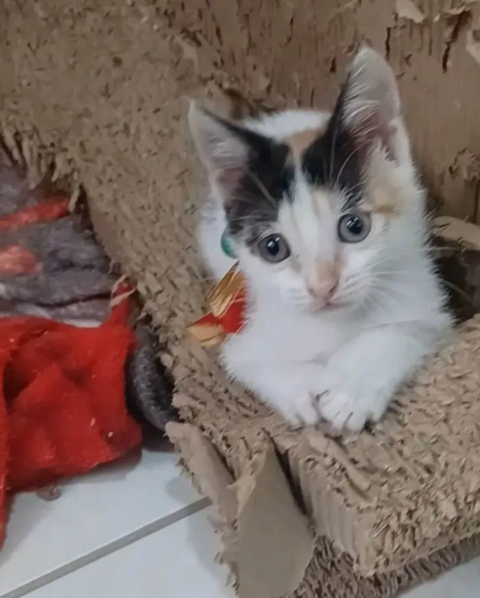 Gato ra a srs idade Abaixo de 2 meses nome NADINE
