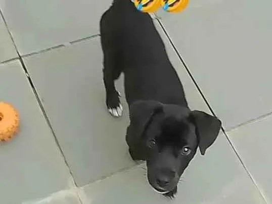 Cachorro ra a Labrador idade 7 a 11 meses nome GRATIFICA - Stanley