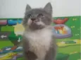 Fumaça