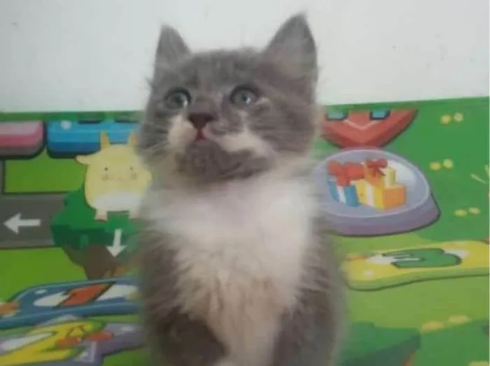 Gato ra a Srd idade 2 a 6 meses nome Fumaça