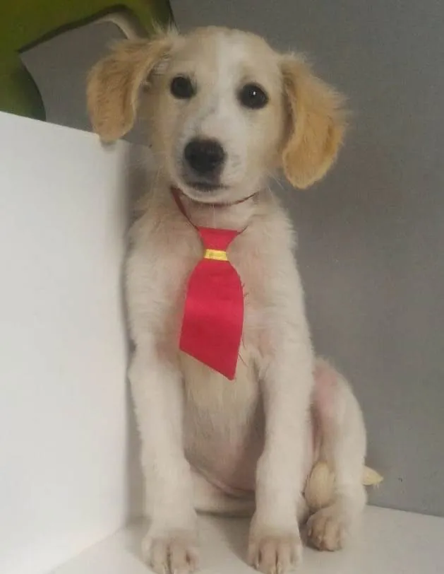 Cachorro ra a SRD-ViraLata idade 2 a 6 meses nome JOHNNY