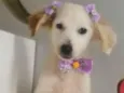 VICK, FÊMEA